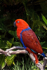 Eclectus Parrot (Eclectus roratus) female