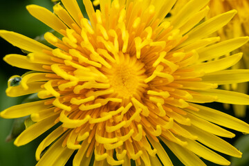 meadow with dandelions on a sunny day. dandelions in spring. flowering dandelions closeup.