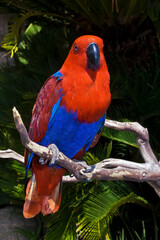 Eclectus Parrot (Eclectus roratus) female