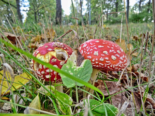 Two Fly Agaric (Amannita muscaria) in the woods
