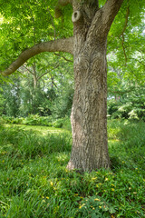 Juglans cinerea Butternussbaum