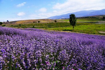 Obraz premium field of lavender