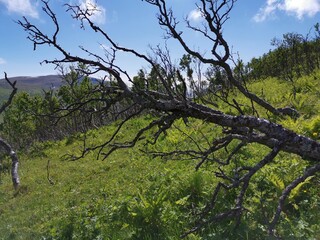 Trees and flowers Måtind Hike Trial Andøy Northern Norway