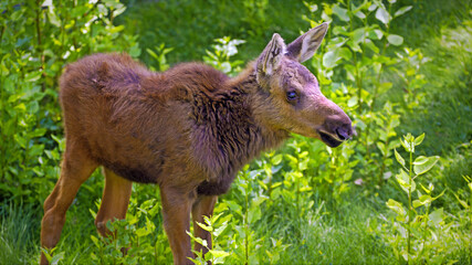 Curious Baby Moose Calf in the green grass.