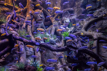 Unterwasserwelt Fischschwarm Lebensraum unter Wasser