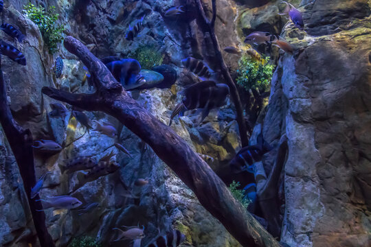Unterwasserwelt Fische Barsche Lebensraum unter Wasser