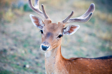 capriolo