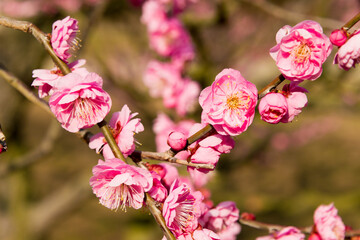 Obraz premium Japanese apricot blossoms at Ritsurin Garden in Takamatsu, Kagawa, Japan. Ritsurin Garden is one of the most famous historical gardens in Japan.