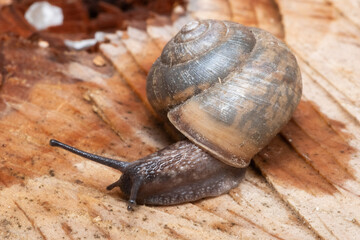 улитка в раковине ползет по дороге, летний день в саду, обыкновенная садовая улитка взбирается на пень.