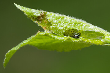white larvae on young green leaves. Pests eat young leaves
