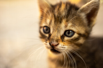 Cute little tabby kitten closeup face portrait