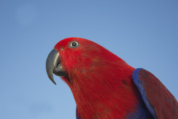 scarlet  red macaw parrot