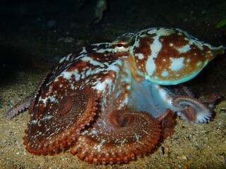 Unleashe the Kraken!