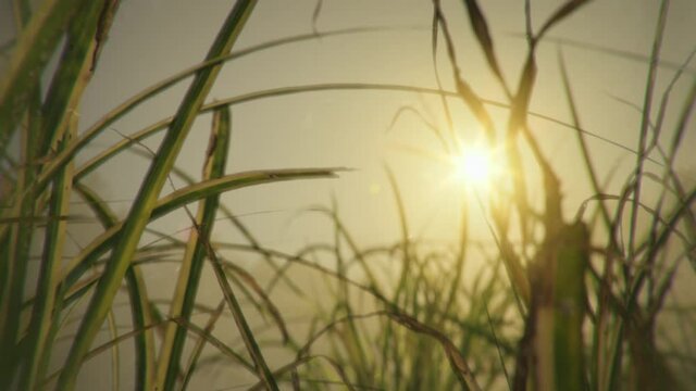Grass closeup with golden sun behind. Grassy meadow, or marsh detail. Cinematic dreamy slow-motion scene. Dolly shot. . High quality 4k footage
