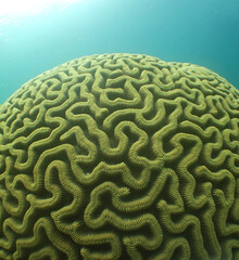 underwater coral reef caribbean sea Venezuela