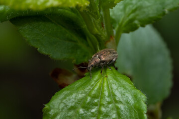 Common leaf weevil, Phyllobius pyri on leaf