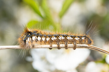 drinker moth caterpillar, Euthrix potatoria,