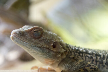 close up of a lizard