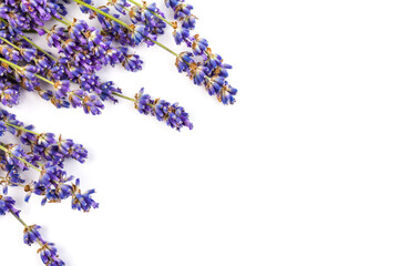 Lavender flowers isolated on white background. Close up. Space for text