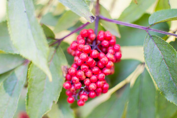 red currant berries viburnum