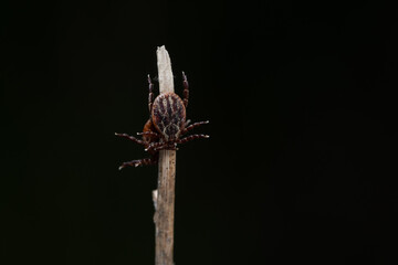 Tick isolated on a black background. Insect carrier of diseases. Macro