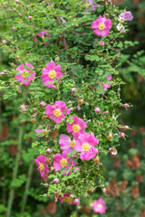 Rosa willmottiae Miss Willmotts Rose