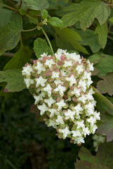 Hydrangea blanche