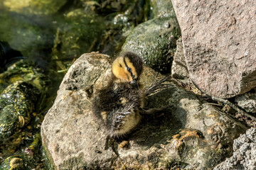 Mallard (Anas platyrhynchos) duckling in park, Central Russia