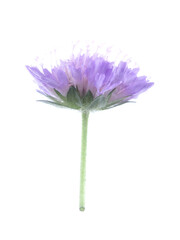 purple flowers of a bastard on a white background