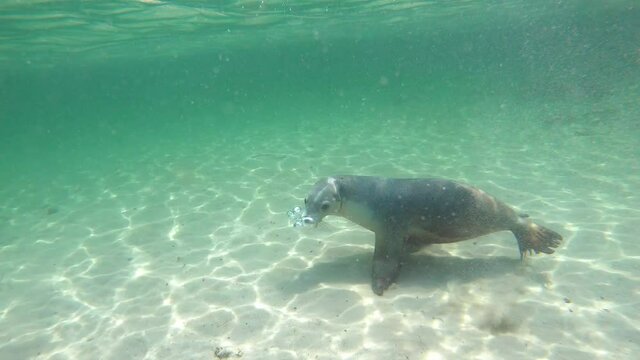 Slow-motion video of an Australian Sea Lion, Australia