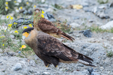 Southern Crested Caracara (Caracara plancus) in Ushuaia area, Land of Fire (Tierra del Fuego), Argentina