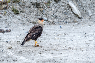 Southern Crested Caracara (Caracara plancus) in Ushuaia area, Land of Fire (Tierra del Fuego), Argentina
