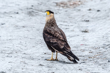 Southern Crested Caracara (Caracara plancus) in Ushuaia area, Land of Fire (Tierra del Fuego), Argentina