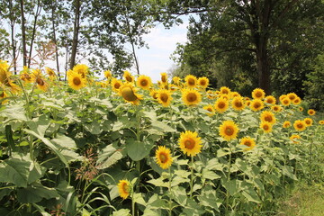 Campo  di girasoli fioriti