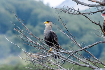 Southern Crested Caracara (Caracara plancus) in Ushuaia area, Land of Fire (Tierra del Fuego), Argentina