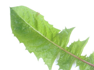 dandelion leaf on a white background