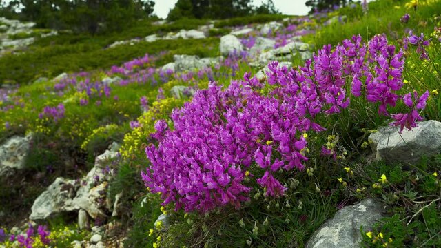At the beginning of summer, large bushes of Greater Polygala color the plain of Campo Imperatore