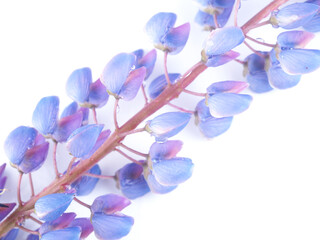 Fototapeta na wymiar blue lupine flowers on a white background