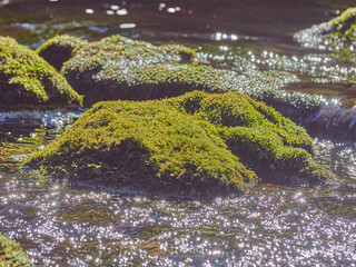 stones in the river. summer