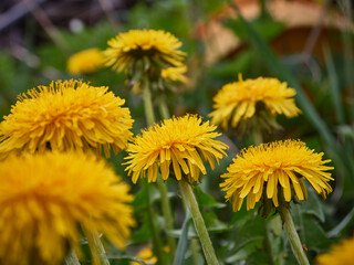 Yellow dandelions in the field. Sunny summer day