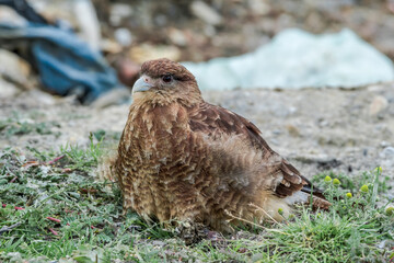 Chimango Caracara (Milvago chimango) in Ushuaia area, Land of Fire (Tierra del Fuego), Argentina