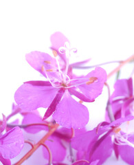 Fototapeta na wymiar fireweed flowers on a white background