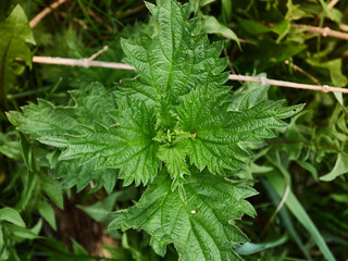 Yellow dandelions in the field. Sunny summer day