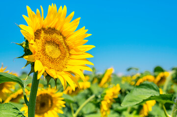 Beautiful sunflowers on background of blue sky. Sunflower field landscape, bright yellow petals, green leaves. Summer bright background, agriculture, harvest concept. Sunflower seeds, vegetable oil