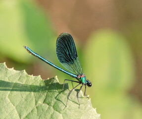 dragonfly on a leaf