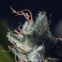         Macro of cannabis flowers and leaves on a dark background  
