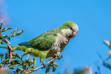 Monk Parakeet (Myiopsitta monachus) in park, Buenos Aires, Argentina