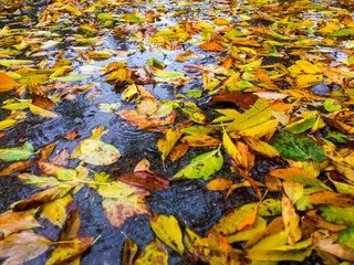 Buntes Herbslaub in einer Pfütze