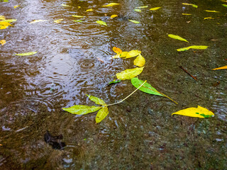 Buntes Herbslaub in einer Pfütze