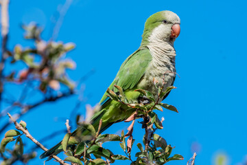 Monk Parakeet (Myiopsitta monachus) in park, Buenos Aires, Argentina